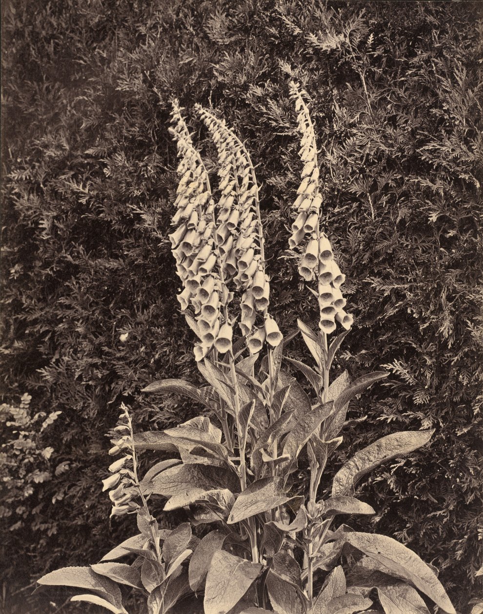 Giroflées, c. 1860s (photo) - Frank Mason Good