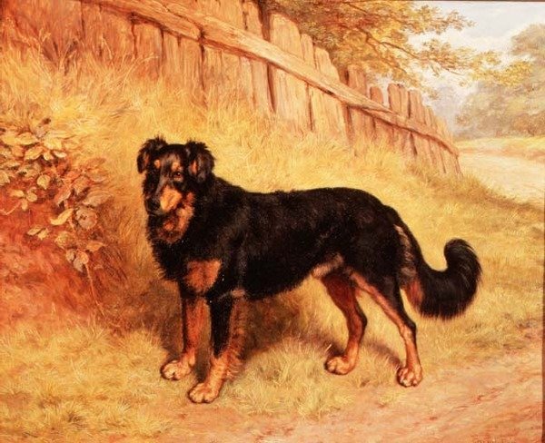 Border Collie - Frank Paton