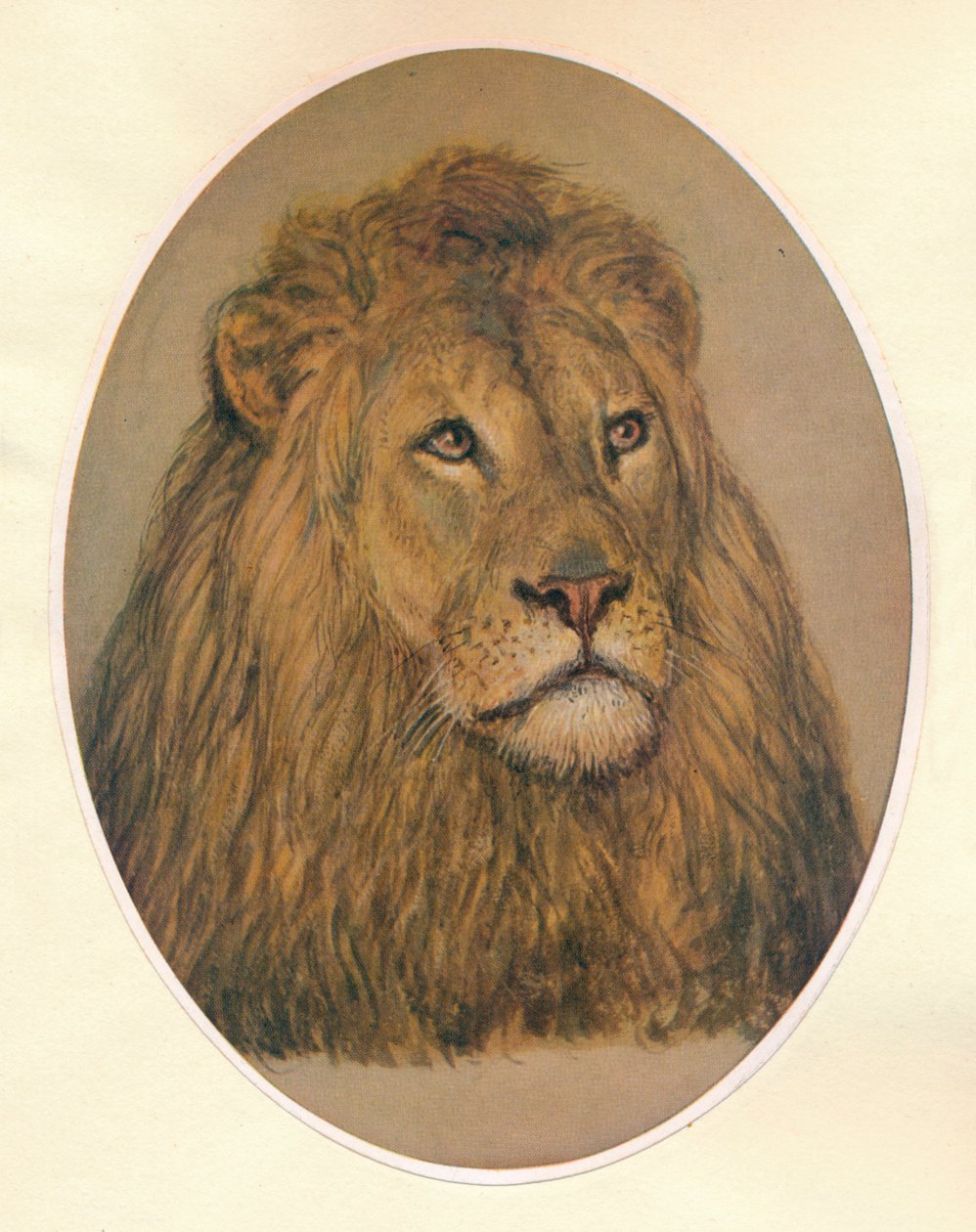 Tête de lion, vers 1896 - Frank Paton