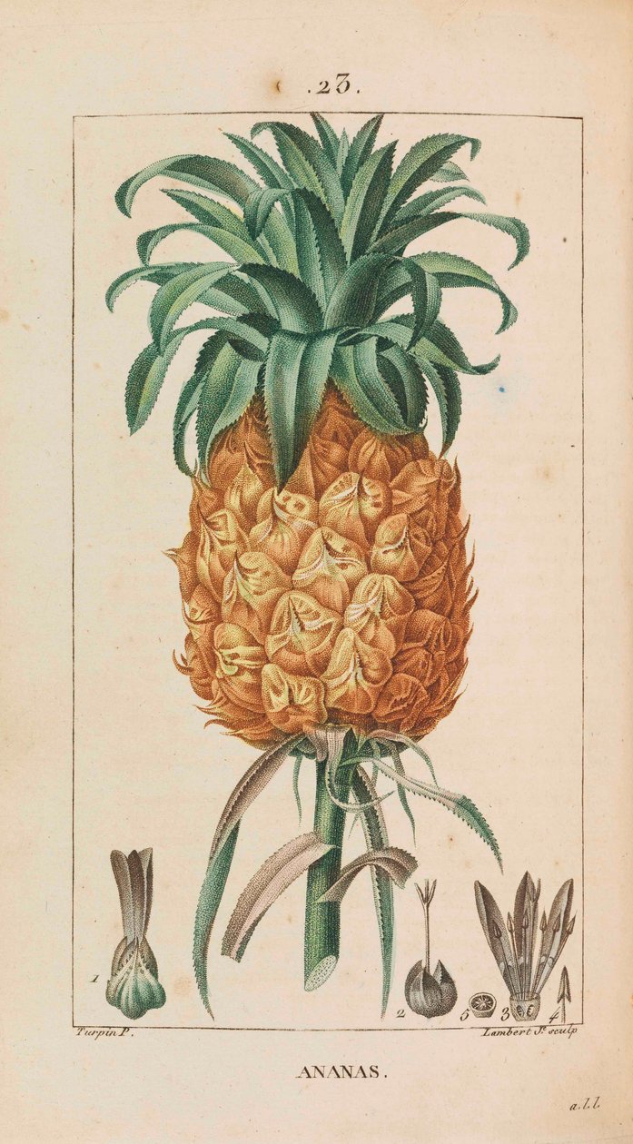 Ananas. Flore médicale - François Pierre Chaumeton
