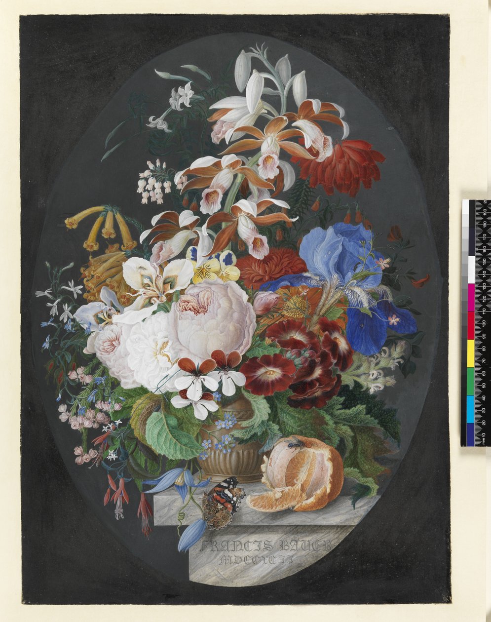Sur un rebord de marbre, une orange pelée et un pot brun décoré contenant des fleurs comprenant des roses, des pélargoniums, une orchidée tropicale, une clématite herbacée avec un papillon amiral rouge, 1792 - Franz Andreas Bauer