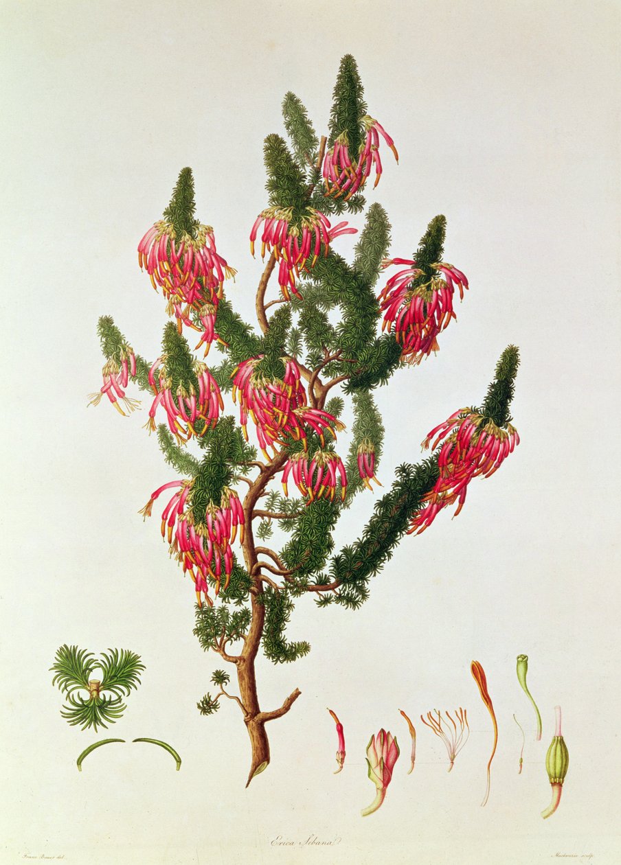 Bruyère, Erica sebana, gravée par Mackenzie - Franz Andreas Bauer