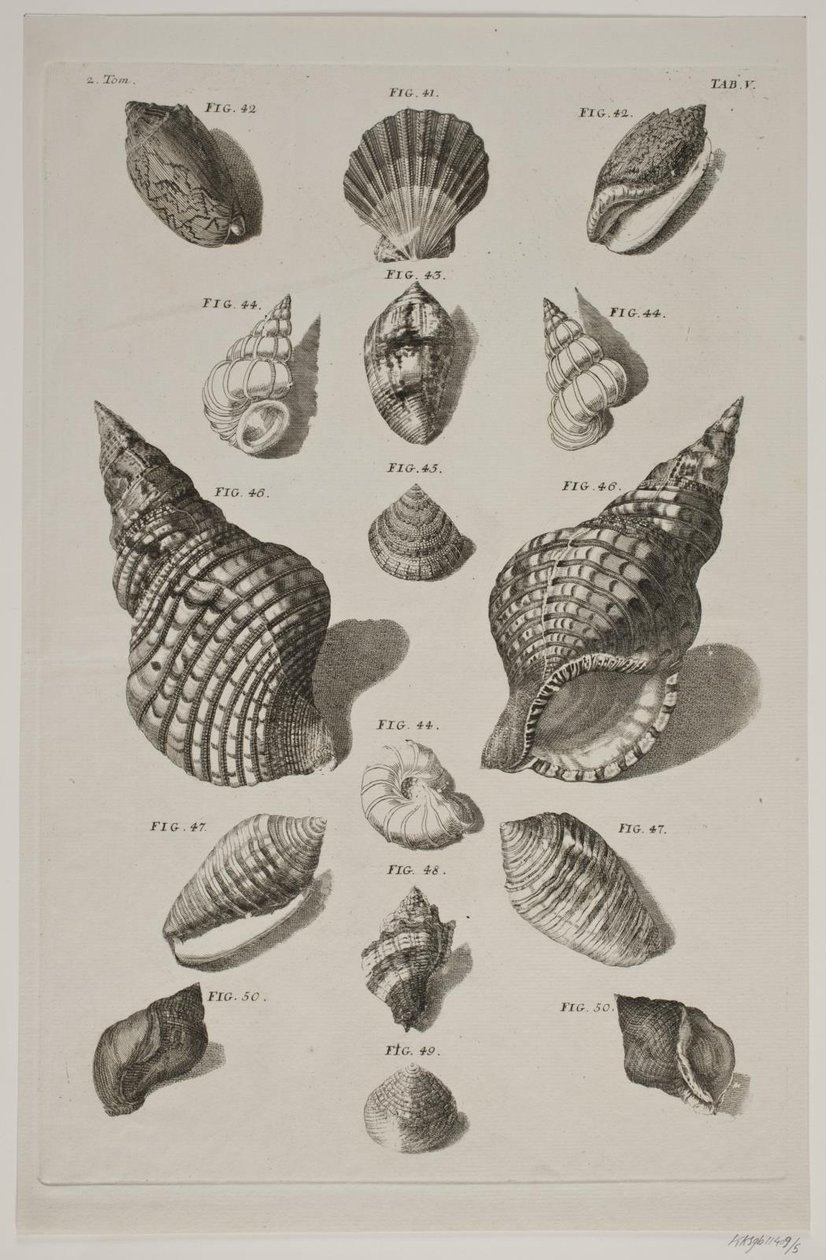 Planche avec coquillages. Planche 5. - Franz Michael Regenfus