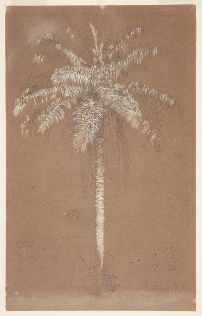 Palmier Abaye, Mont Salus, Jamaïque - Frederic Edwin Church