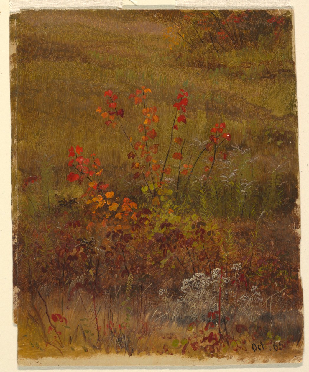 Études botaniques - Frederic Edwin Church