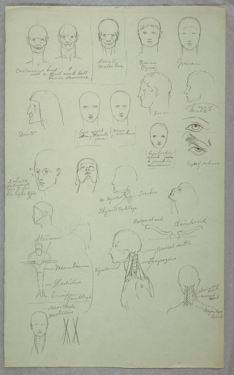 Dessin, études anatomiques, 1865-70 - Frederic Edwin Church