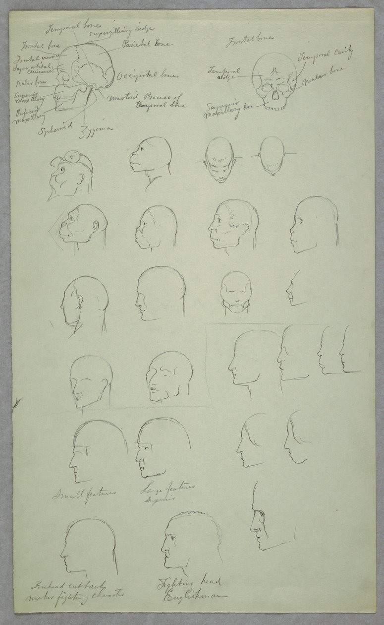 Dessin, études anatomiques, 1865-70 - Frederic Edwin Church