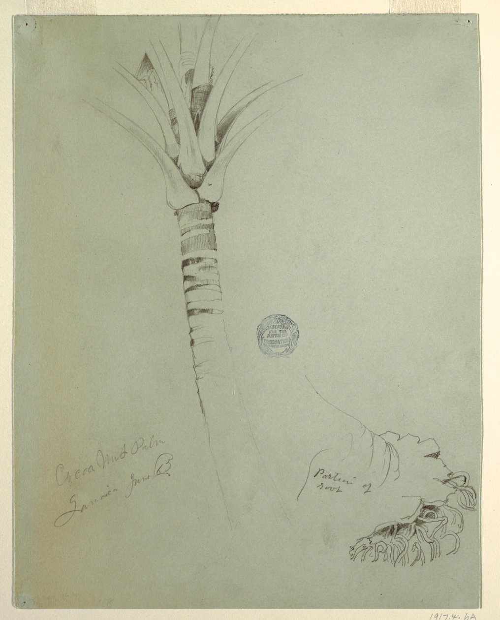 Dessin, cocotier, Jamaïque, juin 1865 - Frederic Edwin Church