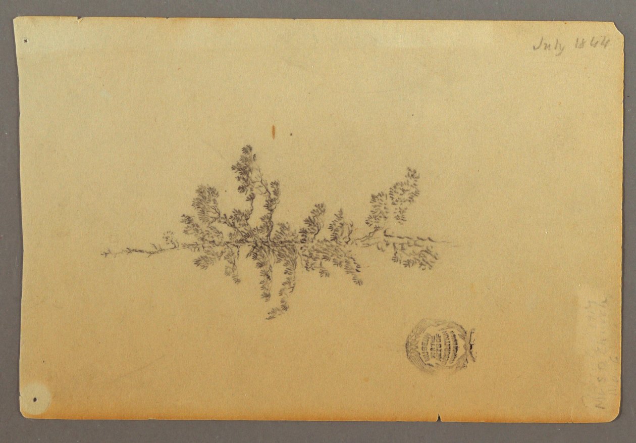 Dessin, arbre à feuilles persistantes, 1844 - Frederic Edwin Church