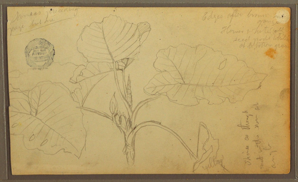 Dessin, feuilles, 1857 - Frederic Edwin Church