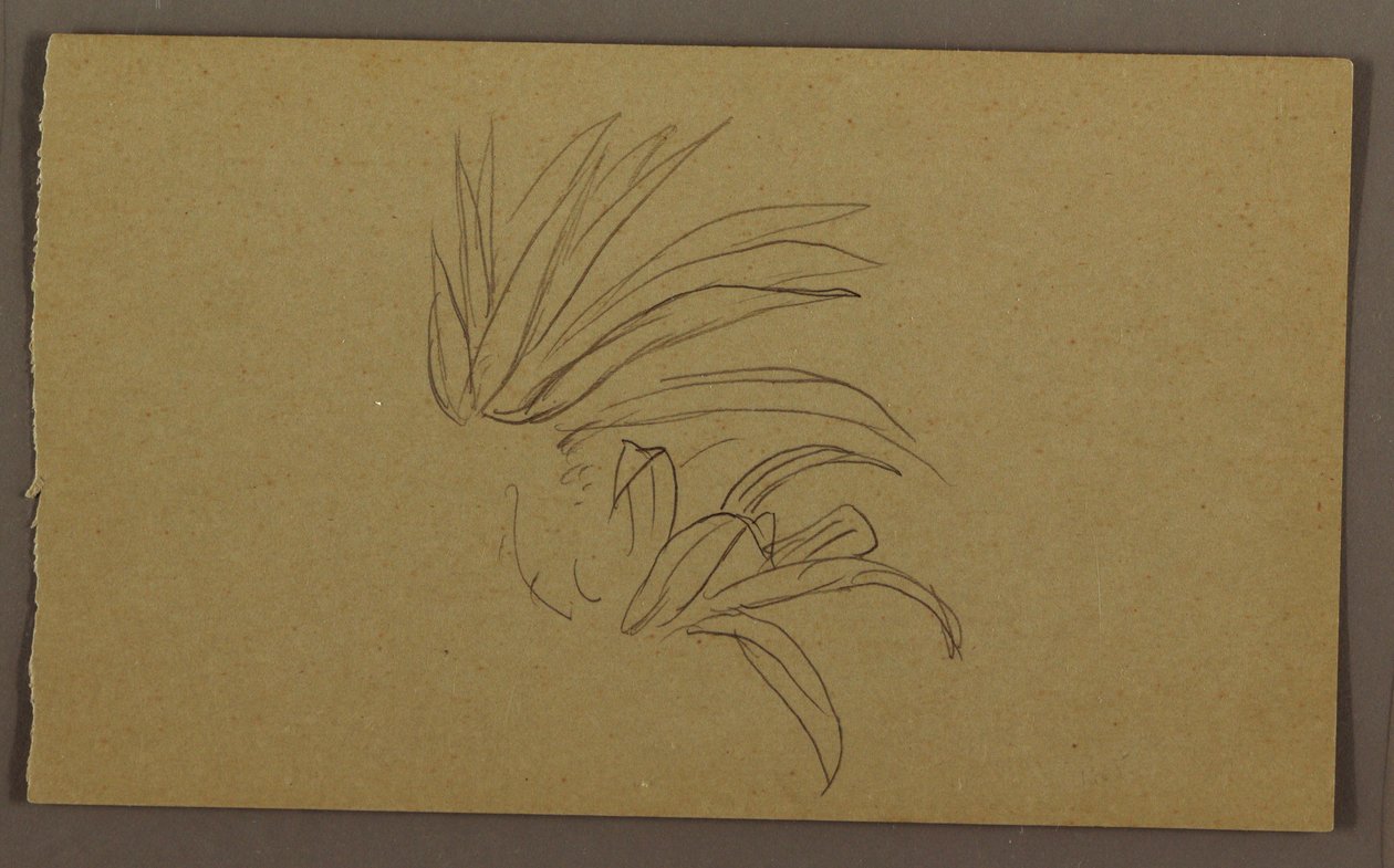 Dessin, plante de lys, 1865 - Frederic Edwin Church