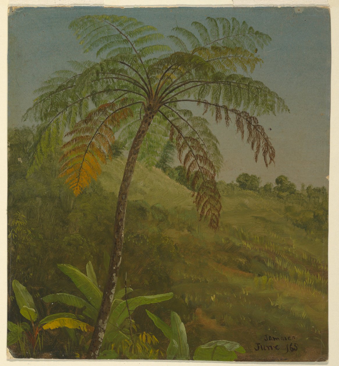 Dessin, palmier, Jamaïque, juin 1865 - Frederic Edwin Church