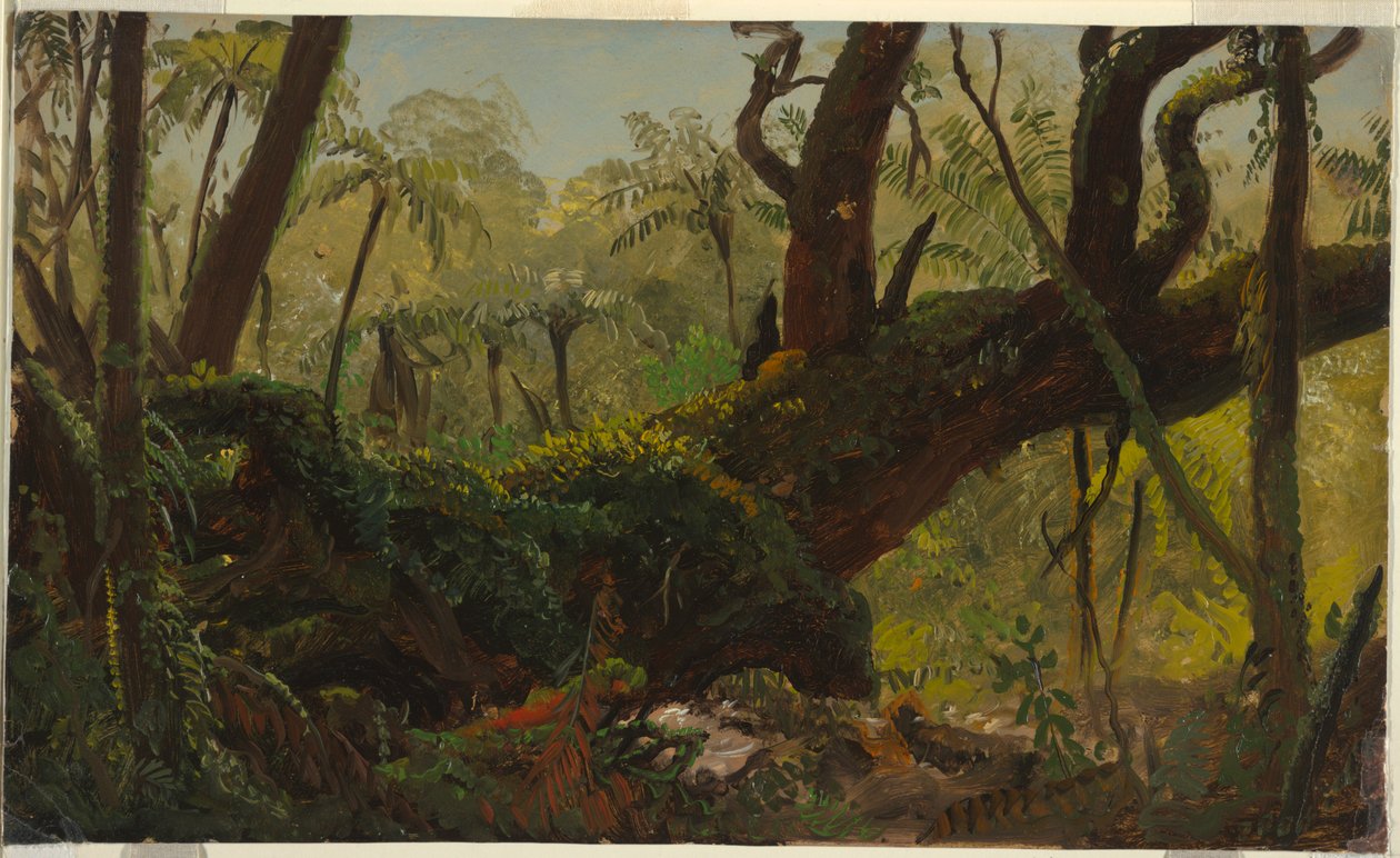 Forêt tropicale, Jamaïque - Frederic Edwin Church