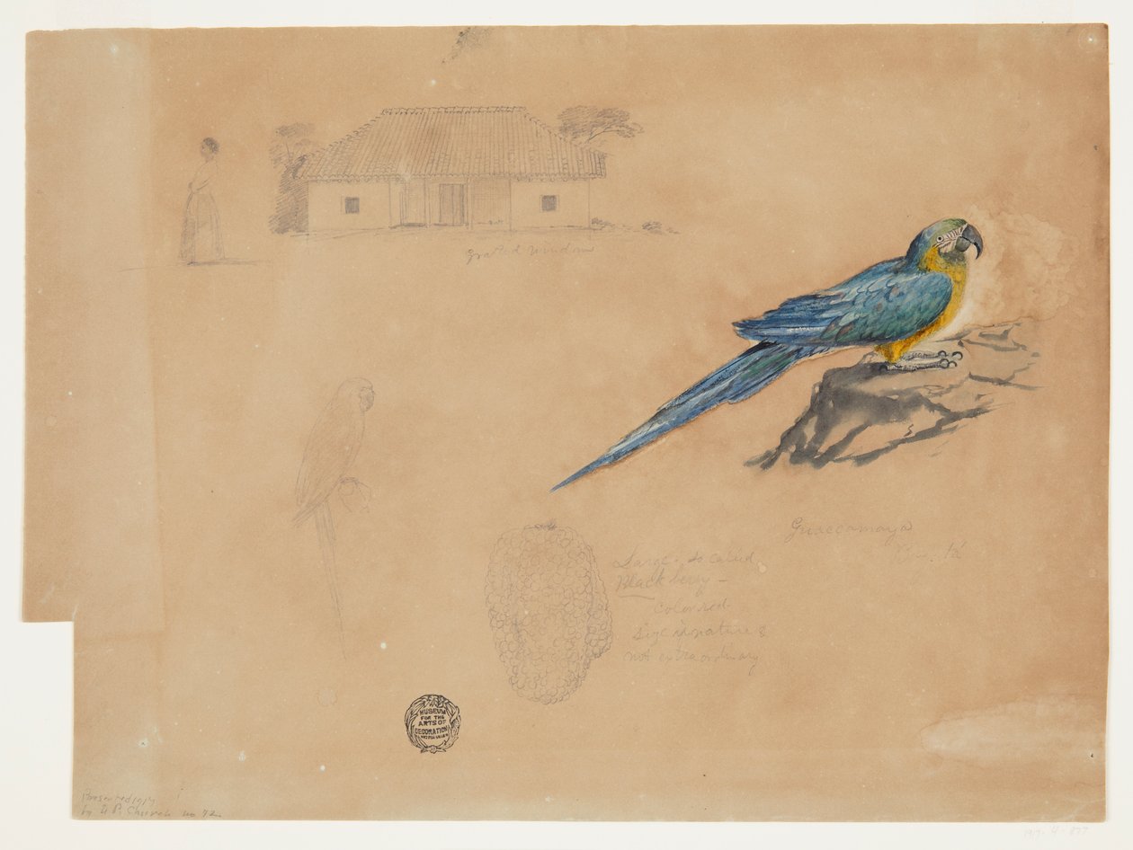 Étude de Guacamaya, Bogotá, Colombie - Frederic Edwin Church
