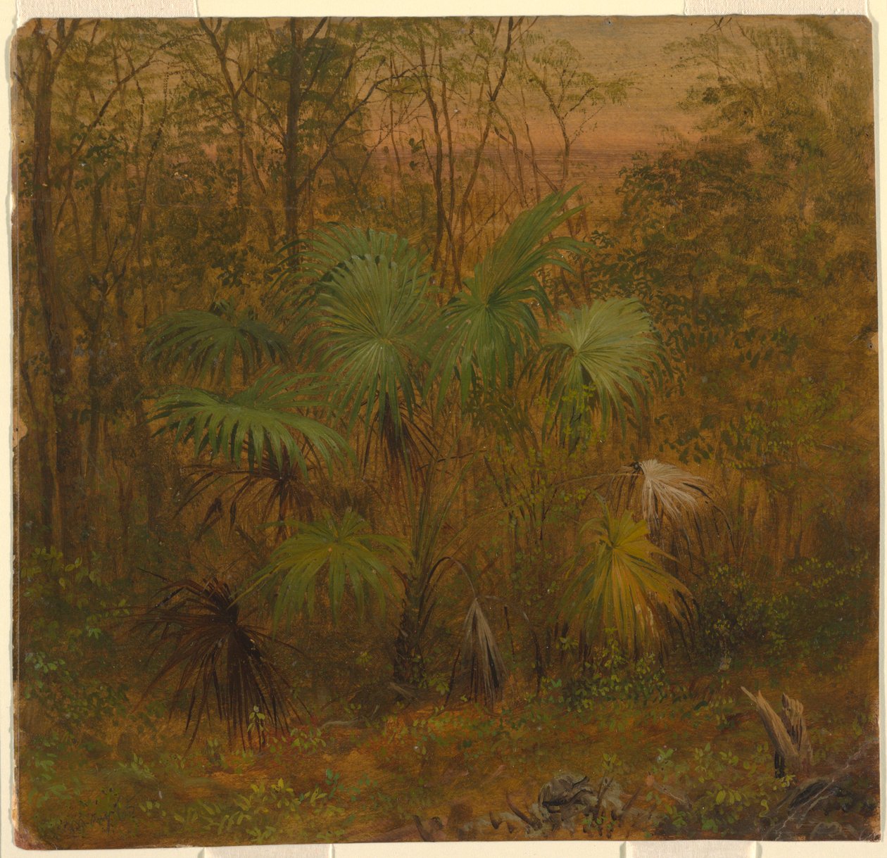 Palmier chaume, Jamaïque - Frederic Edwin Church