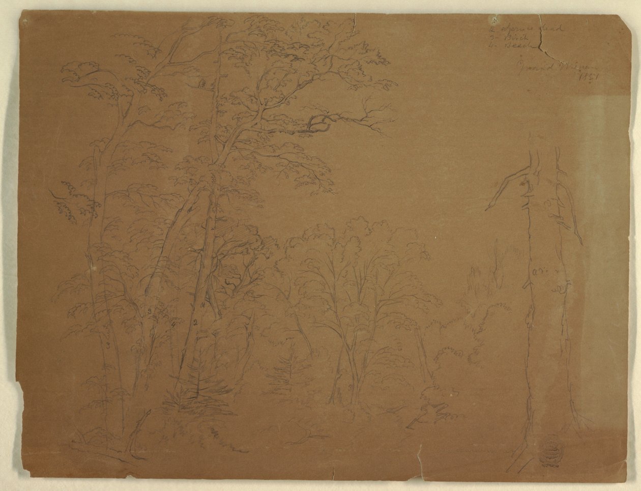 Arbres, Île Grand Manan, Canada - Frederic Edwin Church