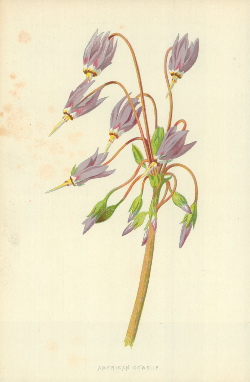 Cowslip américain - Frederick Edward Hulme