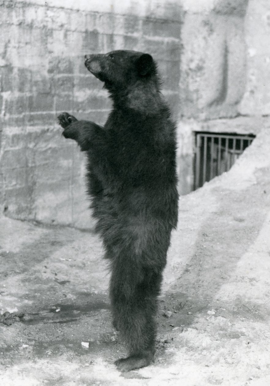 Un ours noir debout dans son enclos, sur les terrasses Mappin, au zoo de Londres - Frederick William Bond