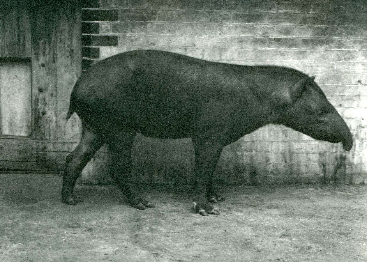 Un tapir brésilien ou sud-américain au zoo de Londres, septembre 1922 - Frederick William Bond