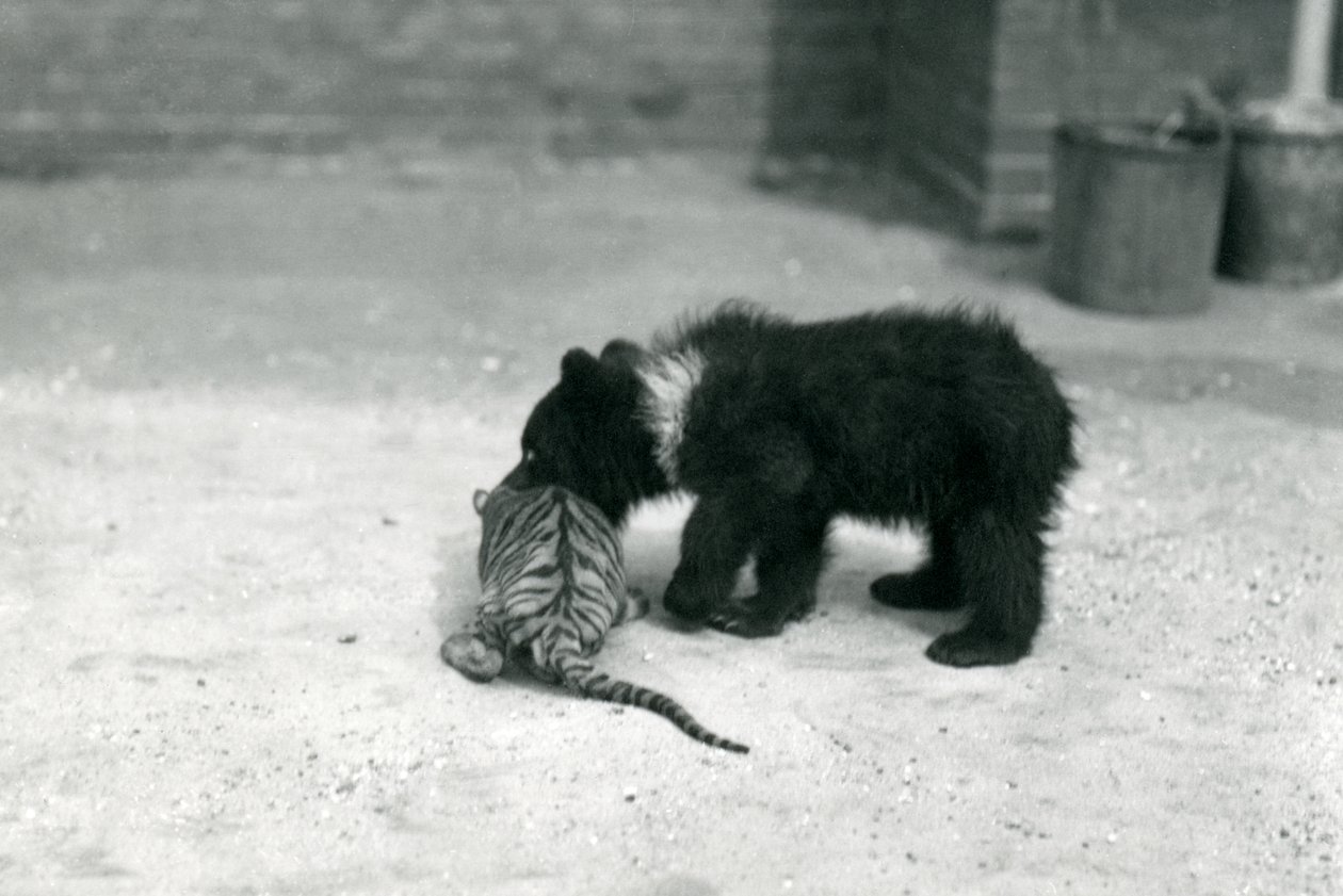 Un ourson brun joue avec un tigreau au zoo de Londres, avril 1914 - Frederick William Bond
