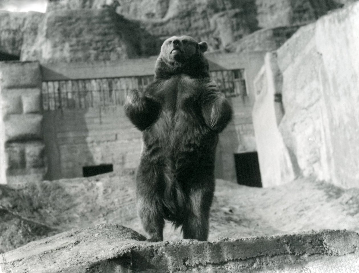 Un ours brun se tient debout sur ses pattes arrière, Mappin Terraces, Zoo de Londres, août 1921 - Frederick William Bond