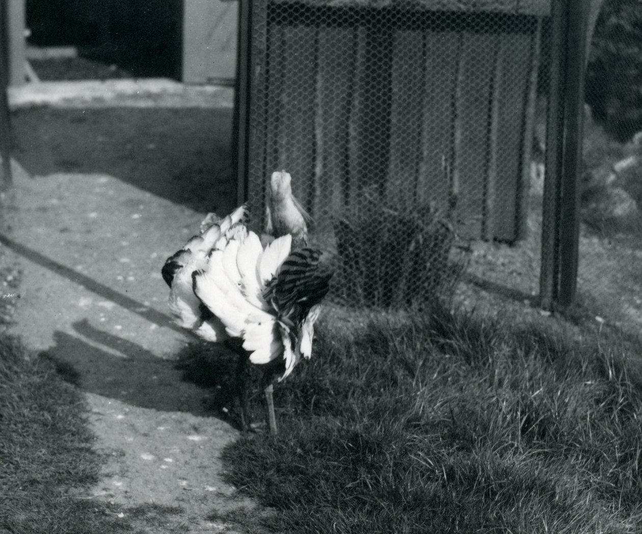 Un grand outarde exhibant ses plumes au zoo de Londres, mai 1914 - Frederick William Bond