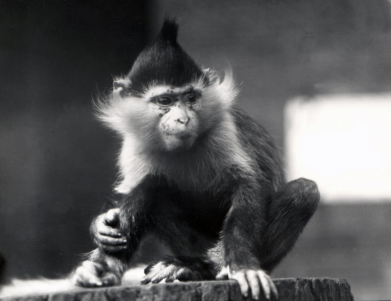 Un singe Mangabey, Freckles, au zoo de Londres, à partir de juillet 1925 - Frederick William Bond