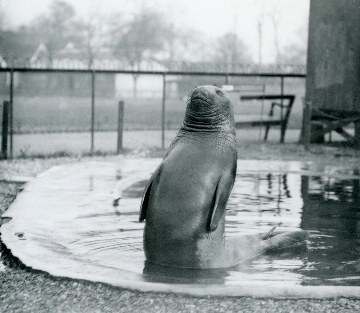 Un éléphant de mer du sud au zoo de Londres, janvier 1912 - Frederick William Bond