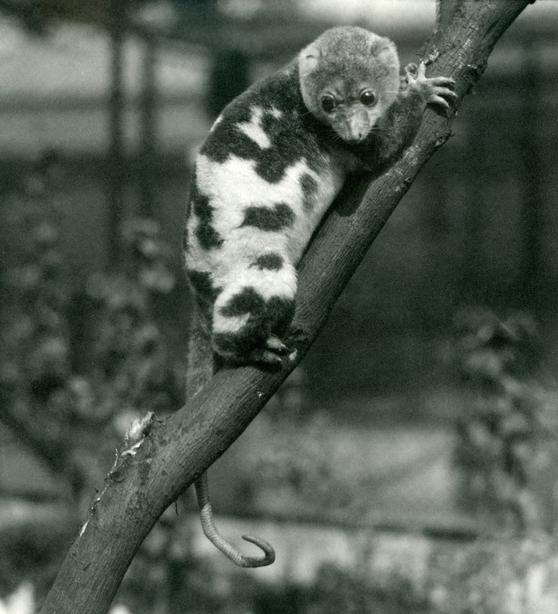 Un couscous tacheté regardant vers le bas depuis une branche au zoo de Londres, septembre 1914 - Frederick William Bond