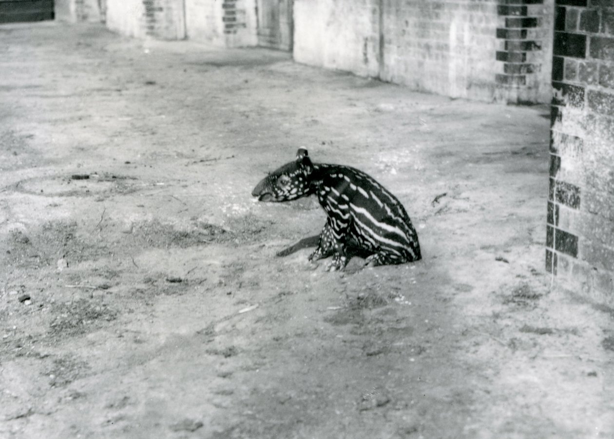 Un Tapir Malais de quatre jours au Zoo de Londres, juillet 1921 - Frederick William Bond