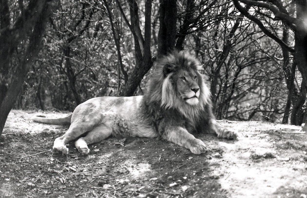 Un lion couché photographié au Zoo de Whipsnade, 1935 - Frederick William Bond