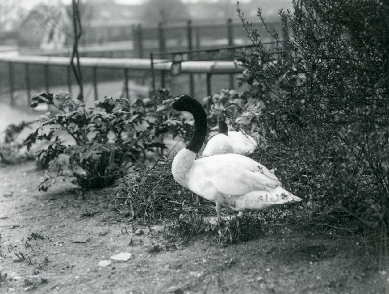 Un couple de cygnes à cou noir nichant au zoo de Londres, avril 1923 - Frederick William Bond