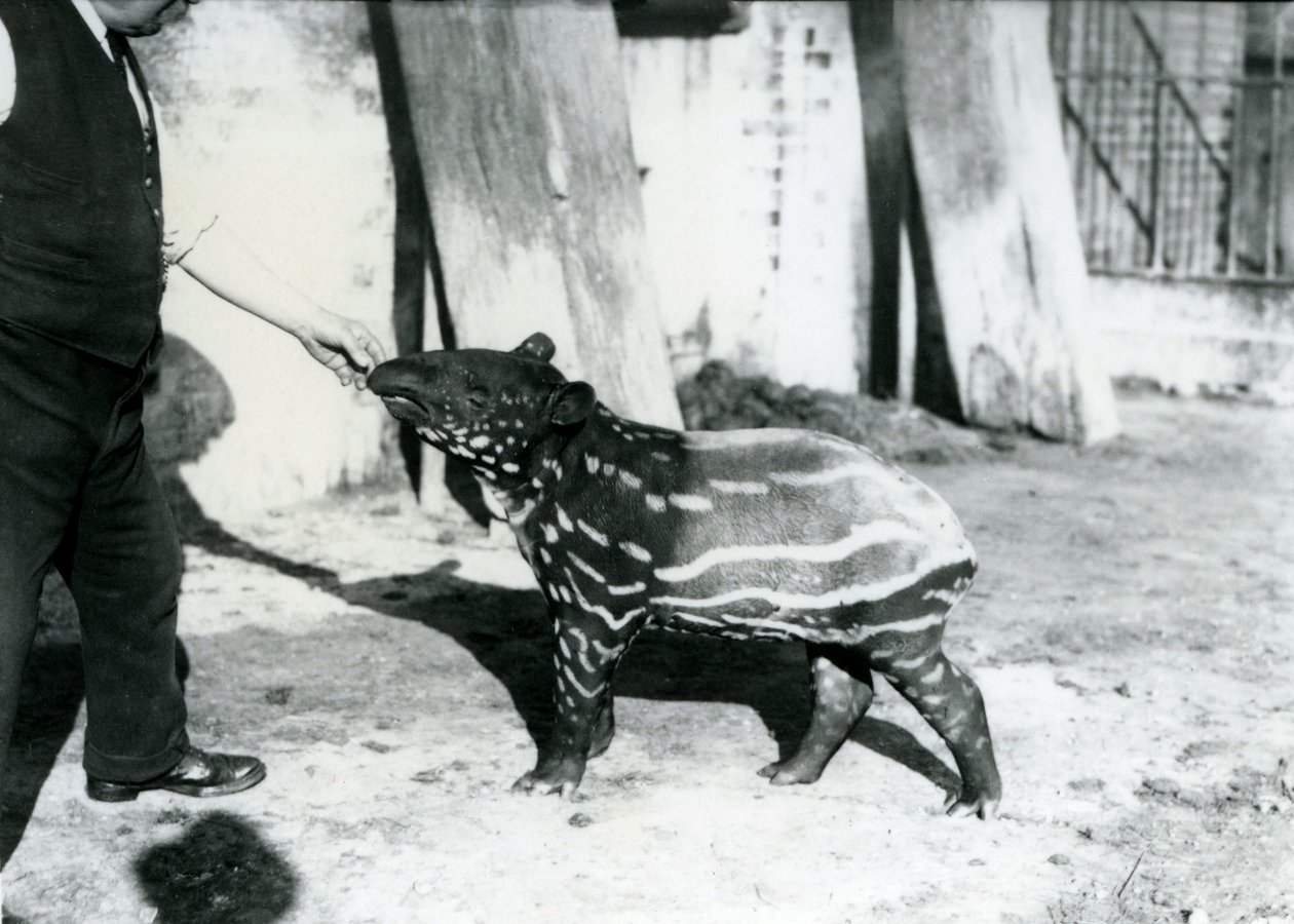 Un jeune tapir malais avec gardien au zoo de Londres, 18 octobre 1921 - Frederick William Bond