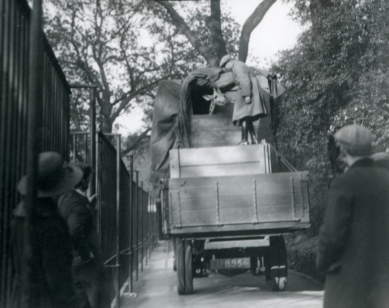 Une jeune girafe arrivant au Zoo de Londres, mai 1923 - Frederick William Bond