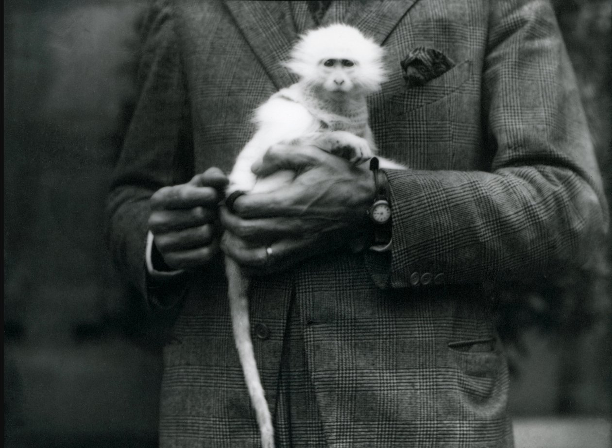 Un singe albinos du Vieux Monde, genre Ceropithecus, détenu au zoo de Londres, juillet 1922 - Frederick William Bond