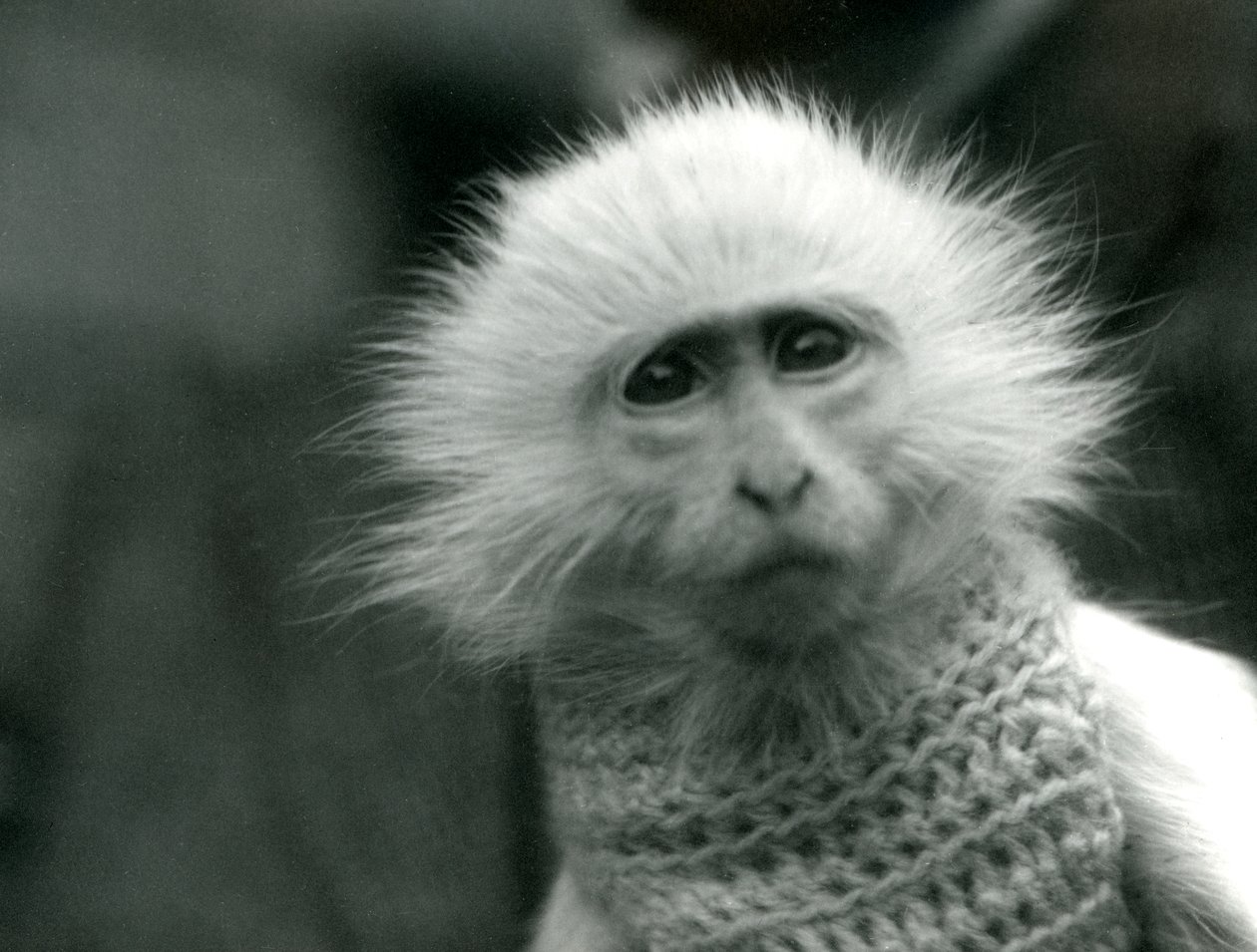 Un singe albinos du Vieux Monde, genre Ceropithecus, portant un pull au zoo de Londres en juillet 1922 - Frederick William Bond