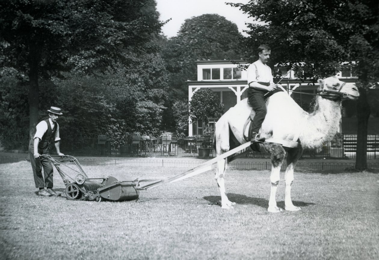 Tondeuse à gazon à chameau, montée par le jardinier Fred Perry au zoo de Londres, 1913 - Frederick William Bond