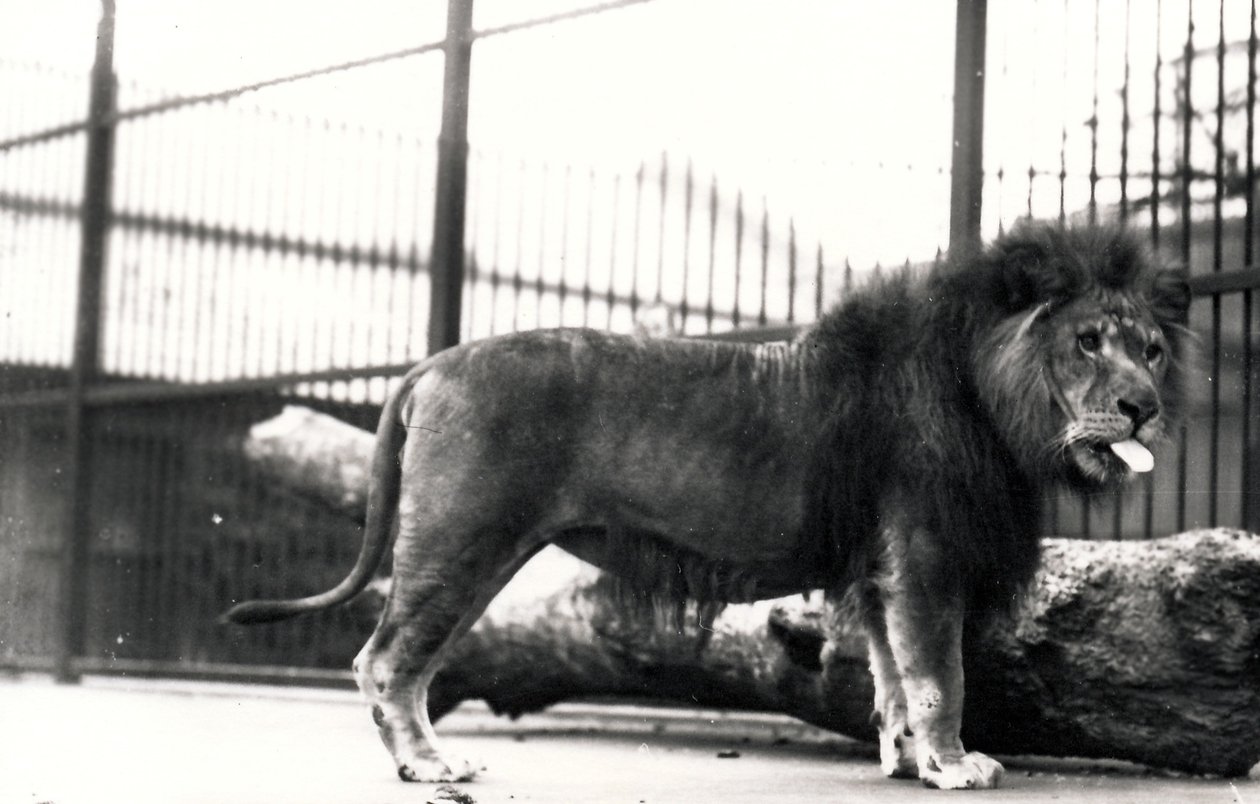 Lion nommé 