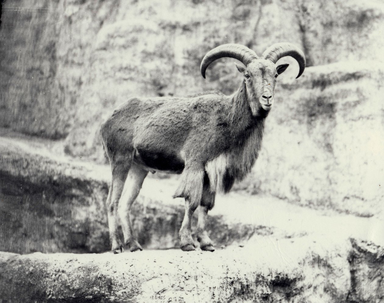 Mouton de Barbarie mâle sur la terrasse Mappin, Zoo de Londres, mai 1915 - Frederick William Bond