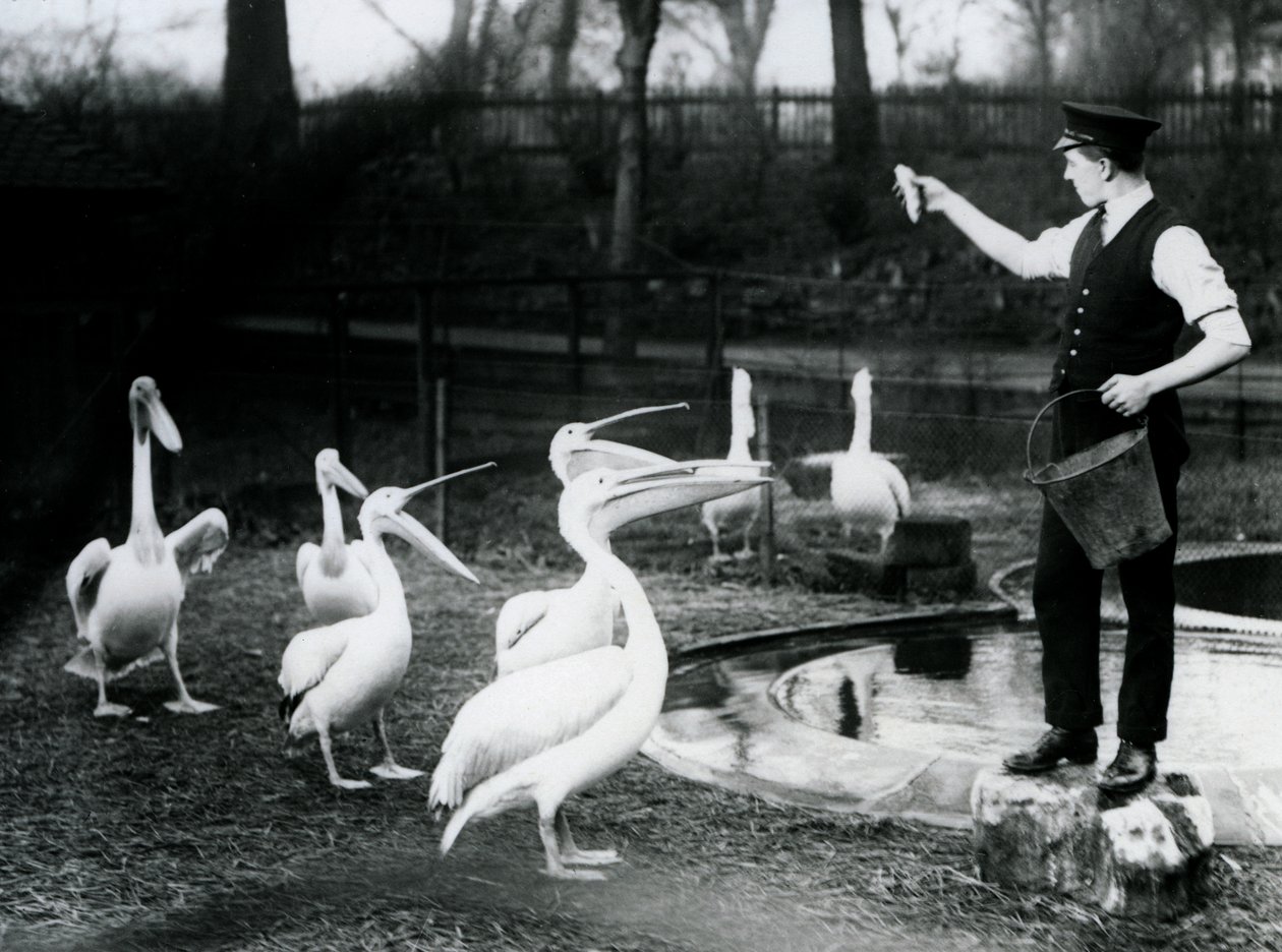 Les pélicans nourris de poissons par leur gardien au bord de la piscine, zoo de Londres, décembre 1922 - Frederick William Bond