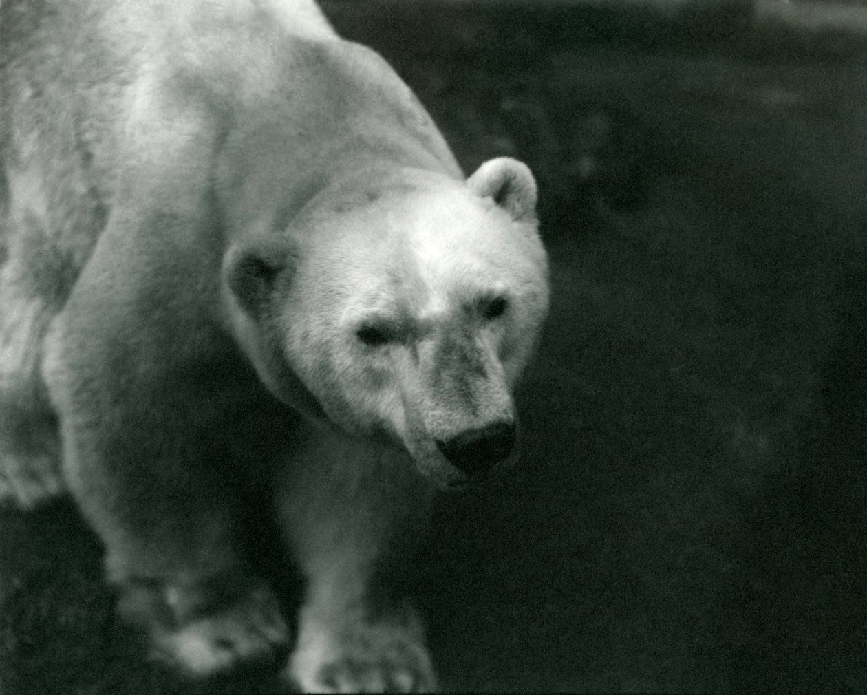 Ours polaire 
