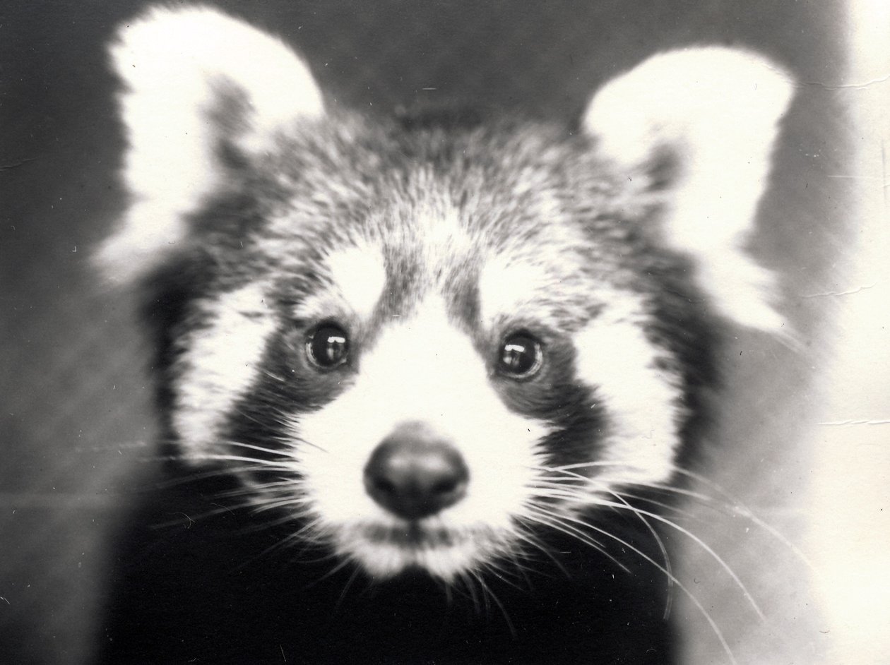 Panda roux, 1913 - Frederick William Bond
