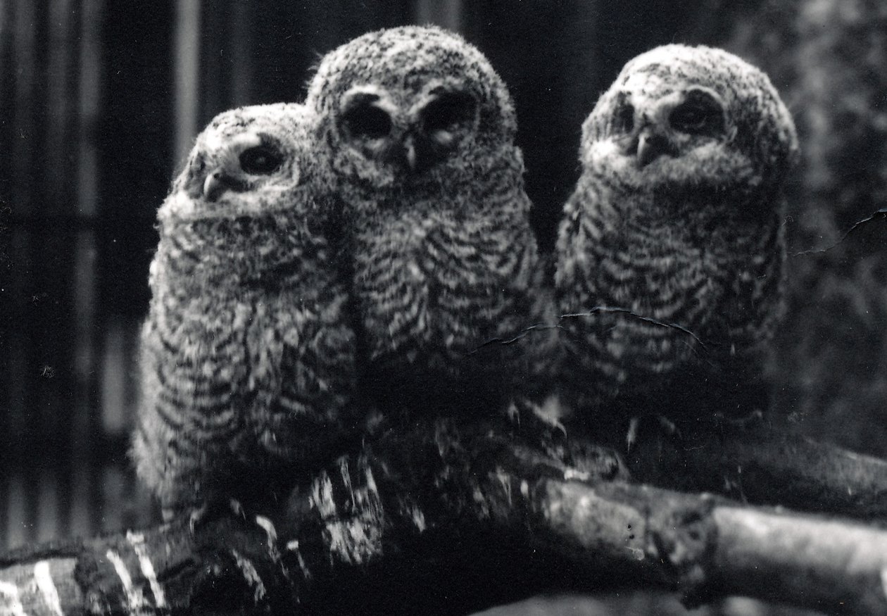 Trois jeunes chouettes hulottes sur une branche - Frederick William Bond
