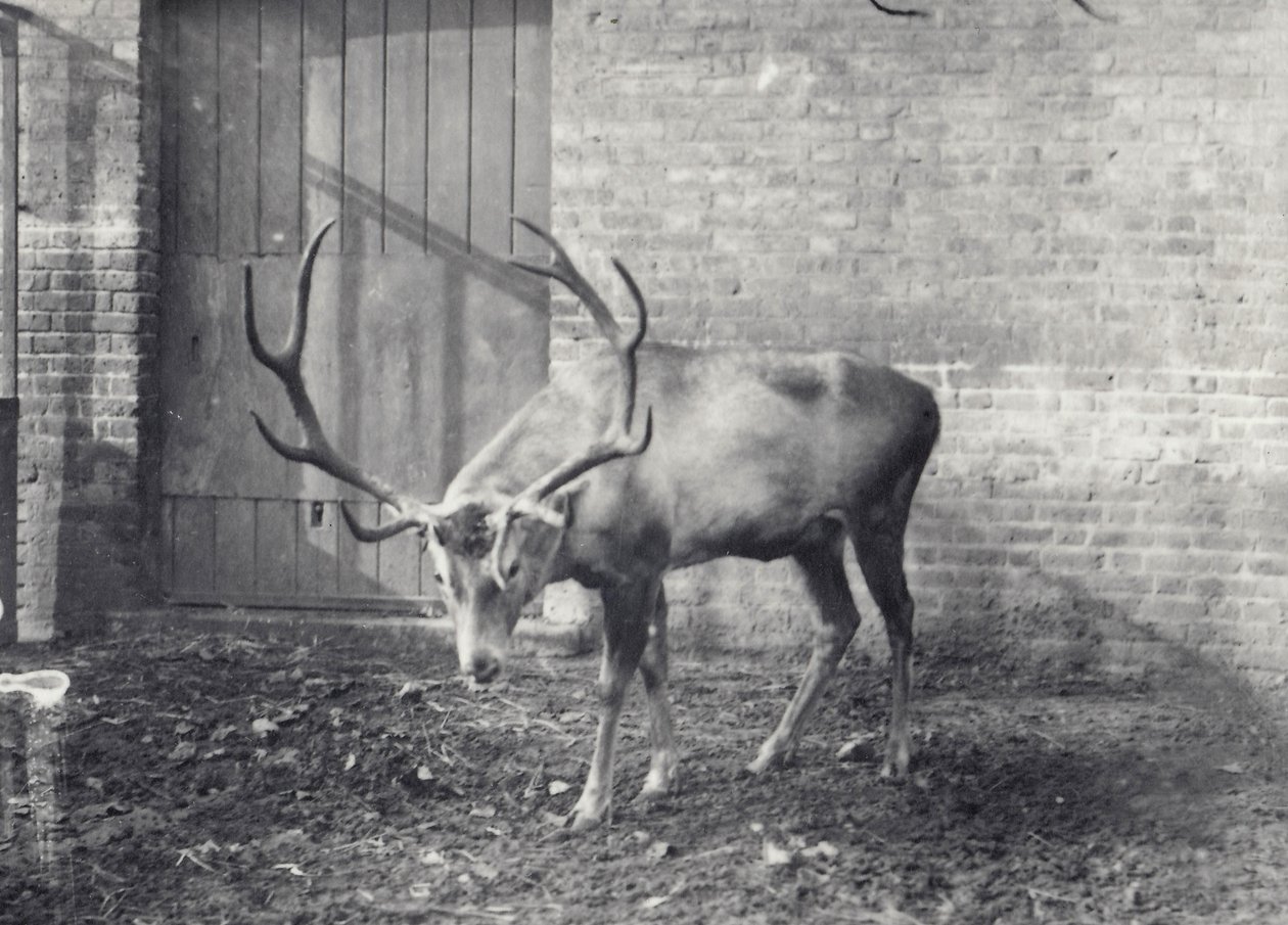 Cerf de Wallich, également connu sous le nom de Shou, cerf rouge d