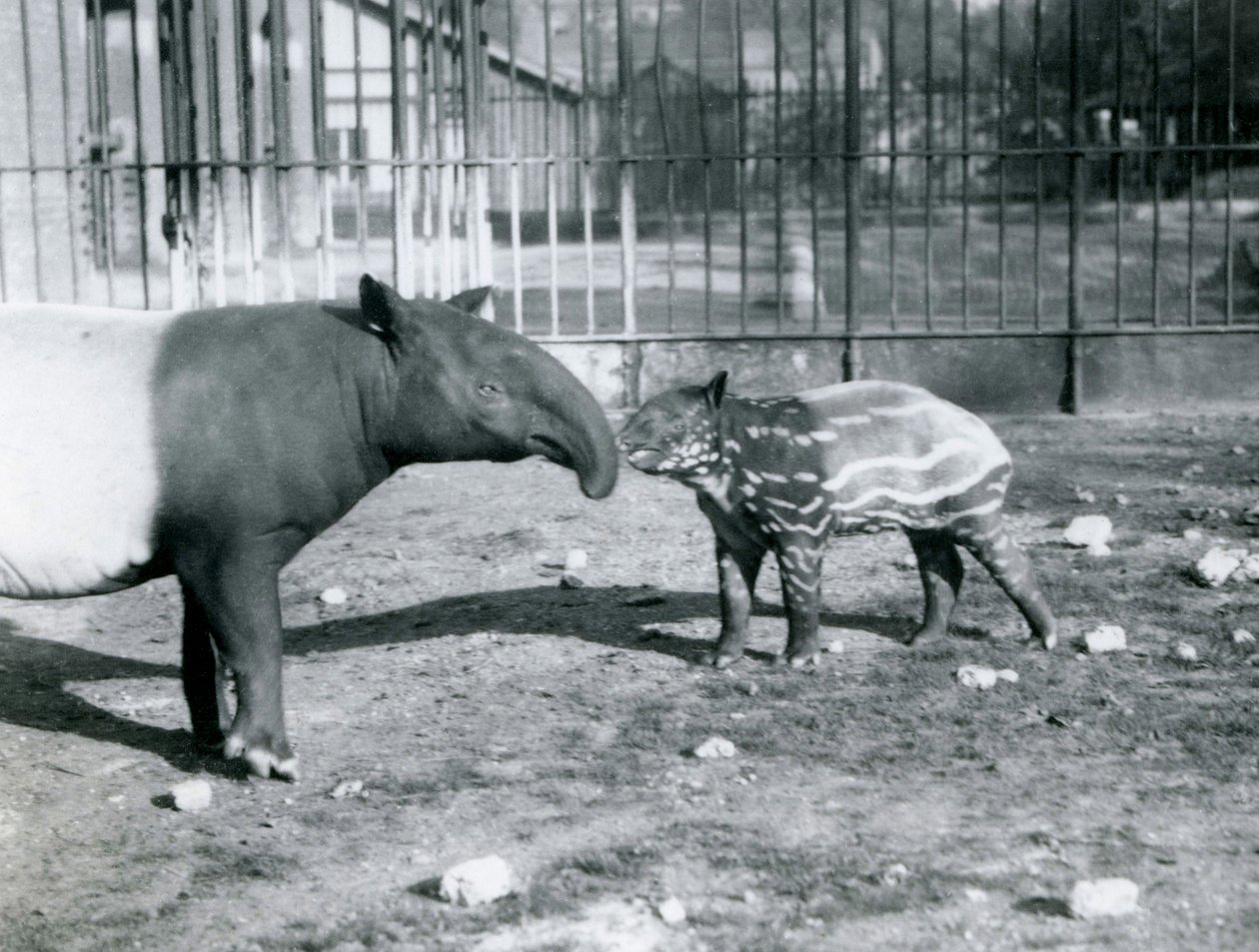 Jeune tapir malais avec sa mère au zoo de Londres, 5 octobre 1921 - Frederick William Bond