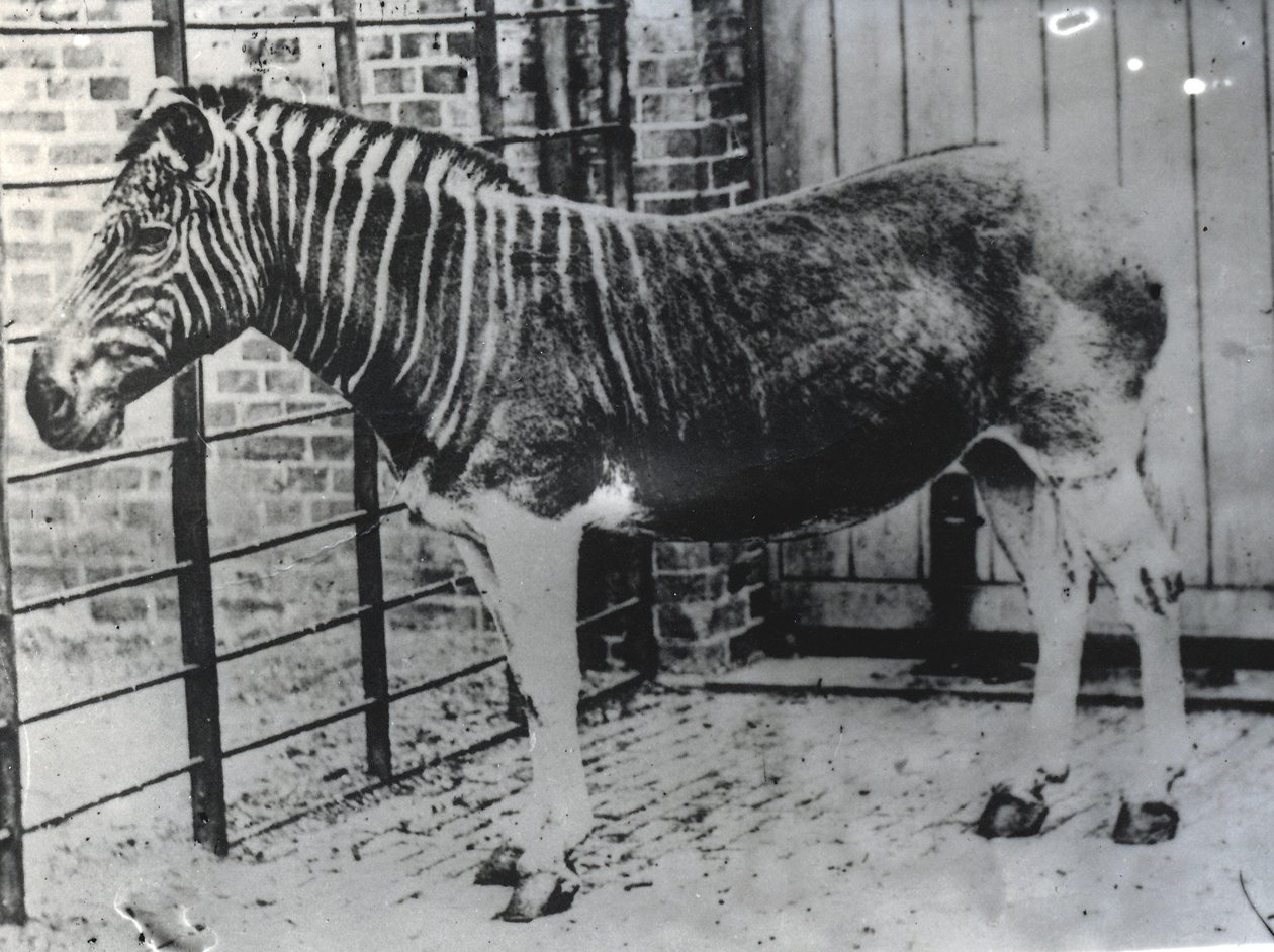 Quagga au zoo de Londres, probablement été 1870 - Frederick York