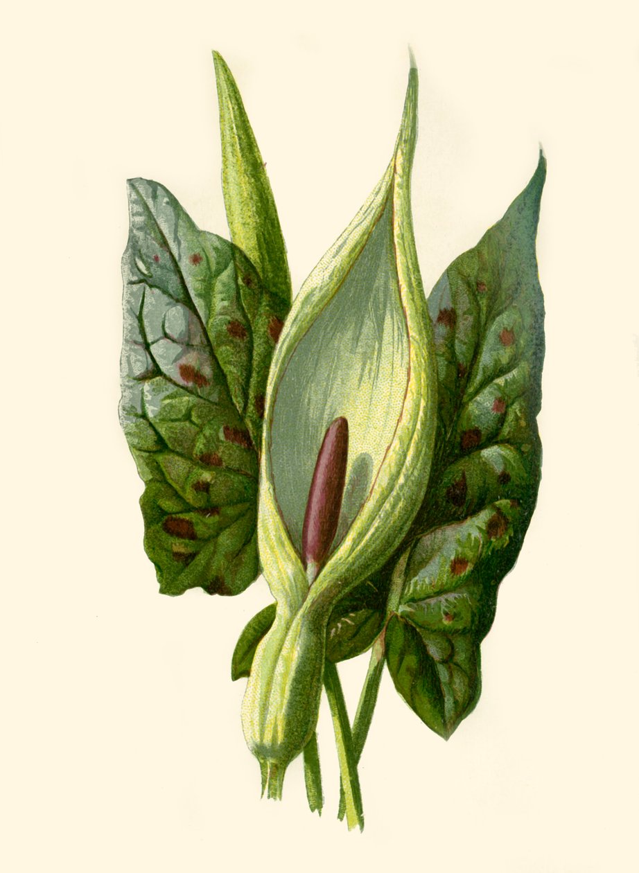 Arum ou Gouet, 1877 - Frederick Edward Hulme