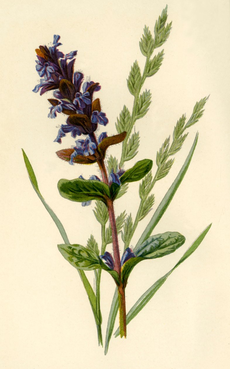 Bugle et fétuque élevée, 1877 - Frederick Edward Hulme