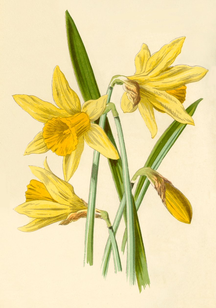 Jonquille, 1877 - Frederick Edward Hulme