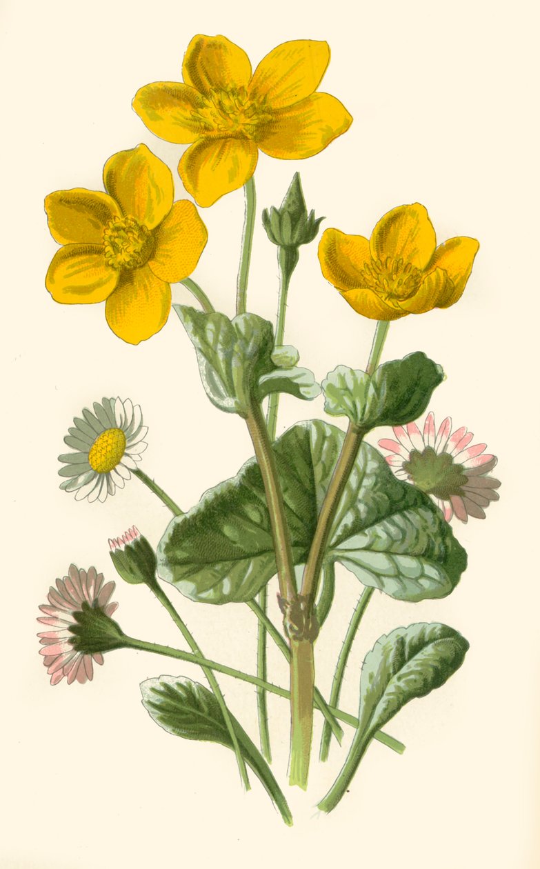 Marguerite et souci d